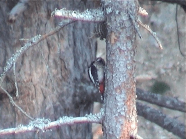 Great Spotted Woodpecker (Great Spotted) - ML201549781