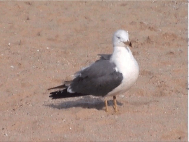 Black-tailed Gull - ML201549941