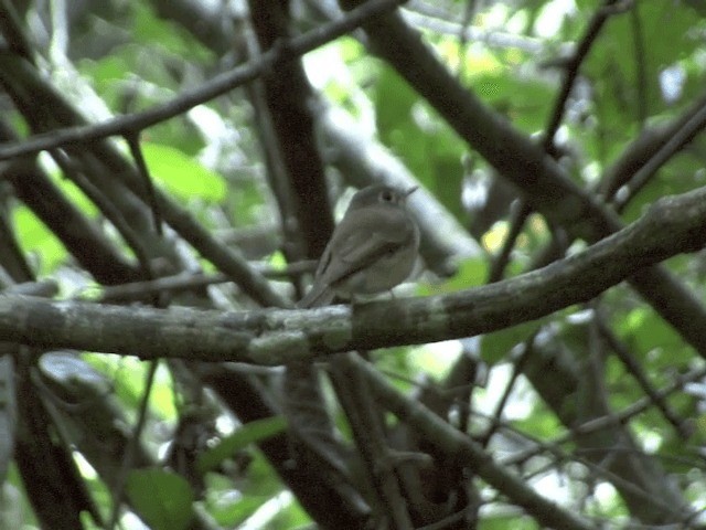 Brown-breasted Flycatcher - ML201550191