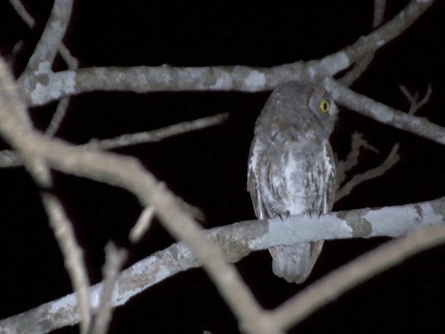 Oriental Scops-Owl (Oriental) - ML201550411