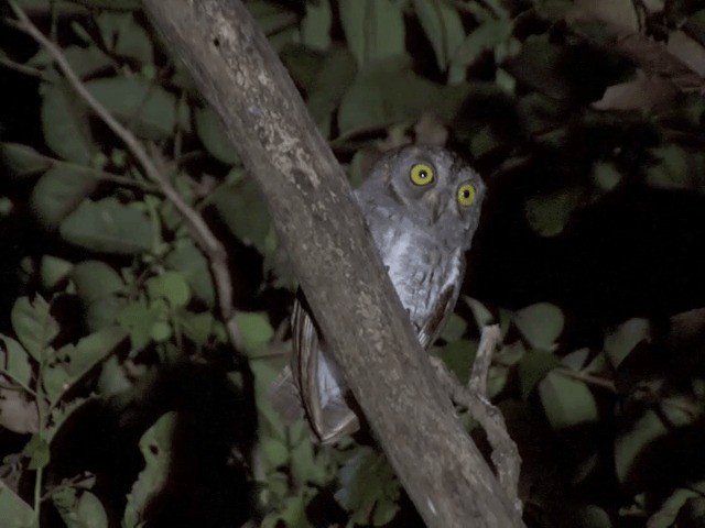 Oriental Scops-Owl (Oriental) - ML201550421