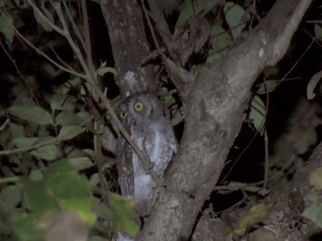 Oriental Scops-Owl (Oriental) - ML201550431