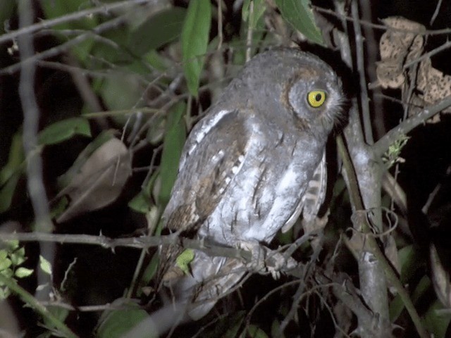 Oriental Scops-Owl (Oriental) - ML201550441