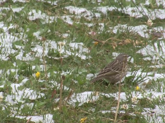 Rosy Pipit - ML201550751