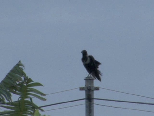 Collared Crow - ML201551221
