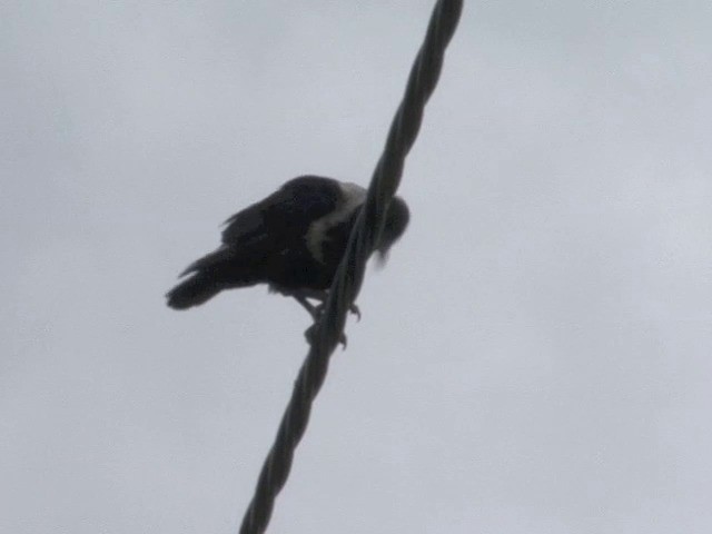 Collared Crow - ML201551241