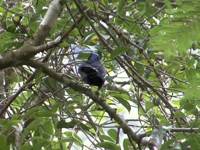 Philippine Fairy-bluebird - ML201551391