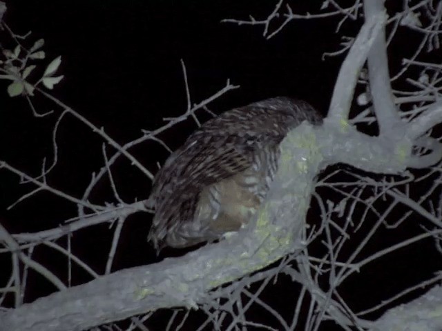 Video - Rufous-legged Owl - Strix rufipes - Birds of the World