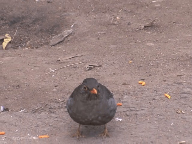 Indian Blackbird (Indian) - ML201552121