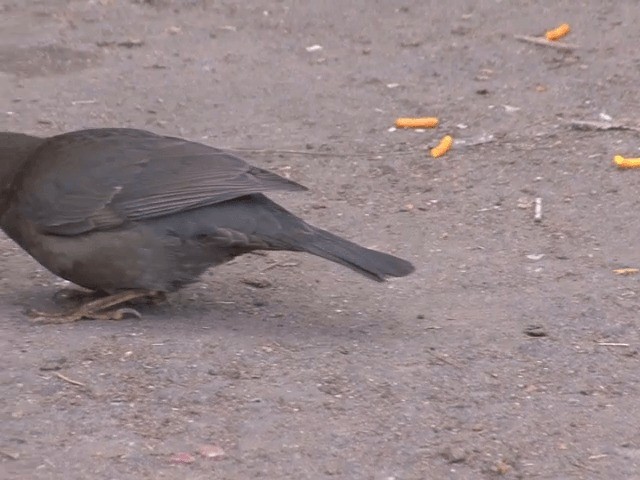 Indian Blackbird (Indian) - ML201552131