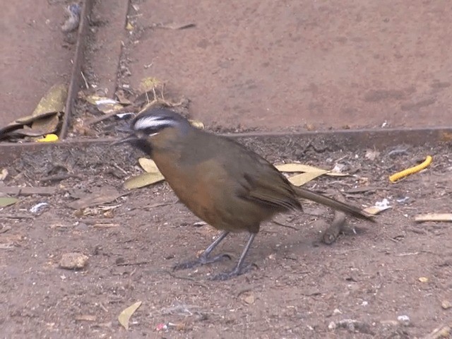  - Nilgiri Laughingthrush
