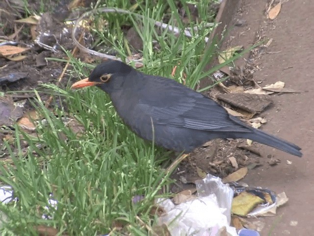 Indian Blackbird (Indian) - ML201552151