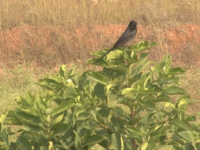 Black Drongo - ML201552391
