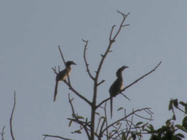Indian Gray Hornbill - ML201552441