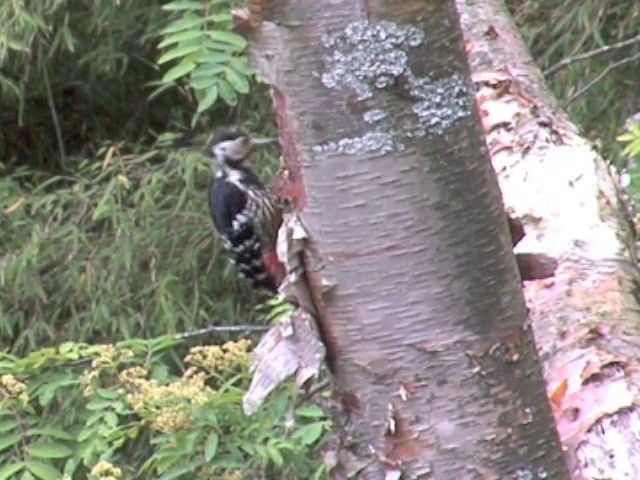 White-backed Woodpecker (White-backed) - ML201552951