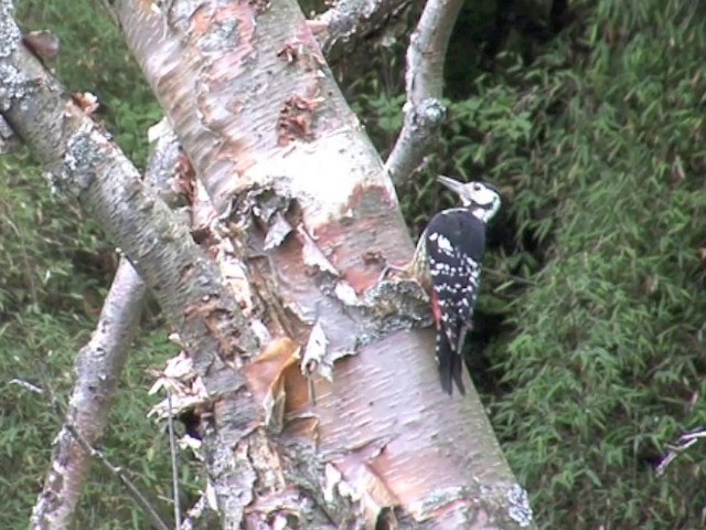White-backed Woodpecker (White-backed) - ML201552961