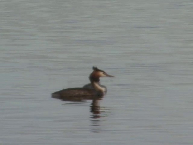 Great Crested Grebe - ML201553151