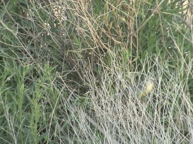 Grassland Yellow-Finch (Grassland) - ML201553561