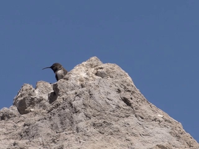  - White-sided Hillstar