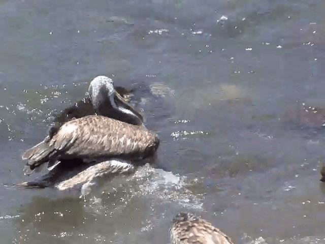 pelikán chilský - ML201554061