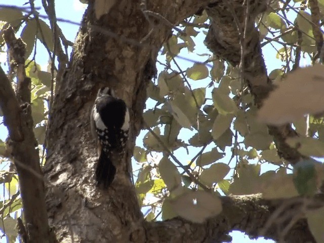 Himalayan Woodpecker - ML201554101