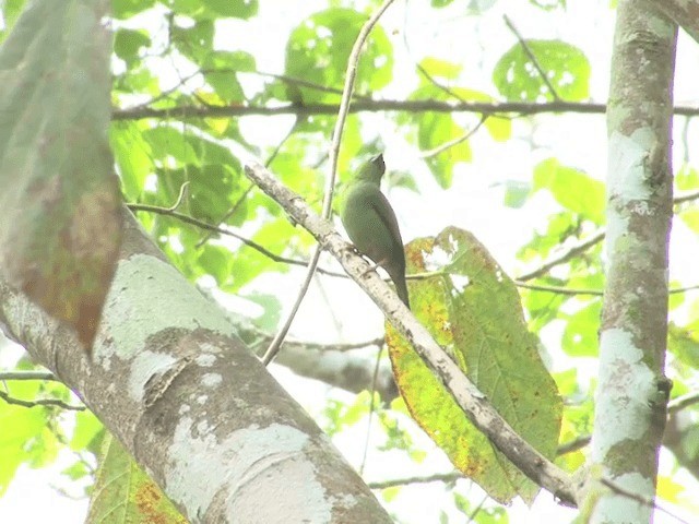 Green-faced Parrotfinch - ML201554191