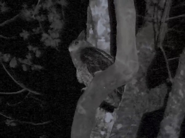 Spot-bellied Eagle-Owl - ML201554421