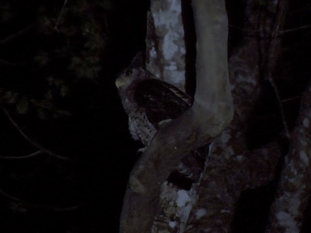 Spot-bellied Eagle-Owl - ML201554491