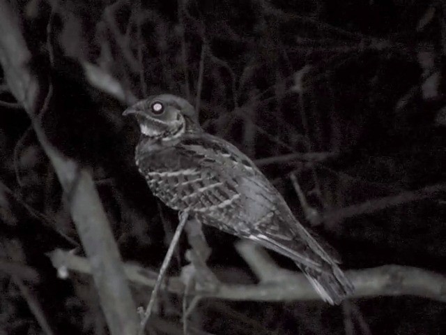 Large-tailed Nightjar - ML201554521
