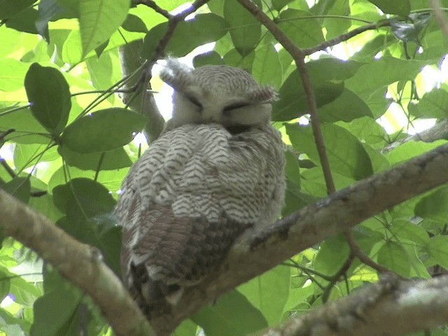 Barred Eagle-Owl - ML201554571