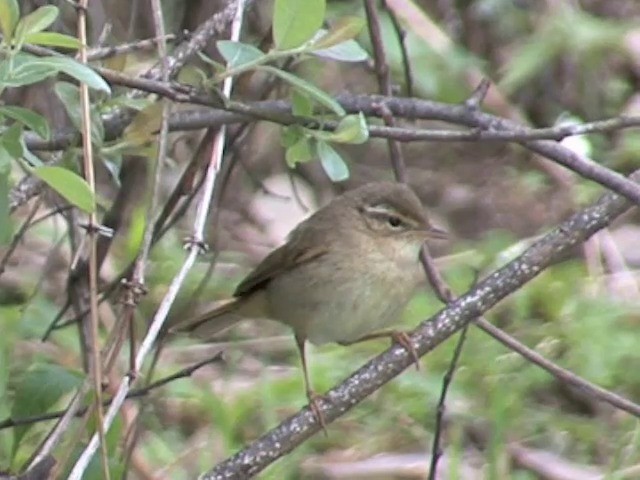  - Yellow-streaked Warbler