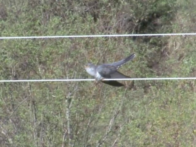 Common Cuckoo - ML201554901