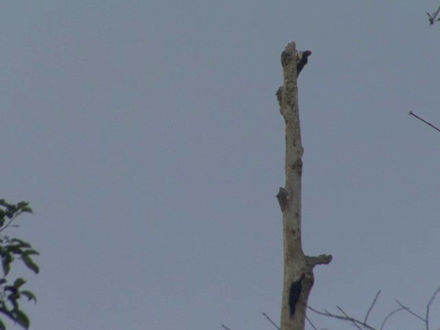 White-bellied Woodpecker - ML201555291