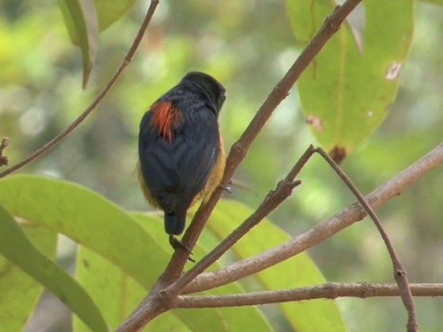 Orange-bellied Flowerpecker - ML201555301