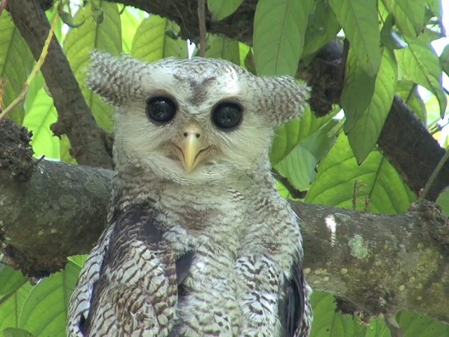 Barred Eagle-Owl - ML201555351