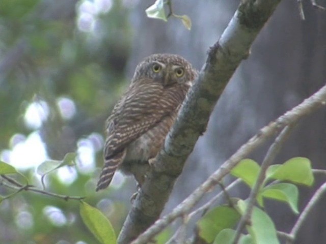 Collared Owlet - ML201555521