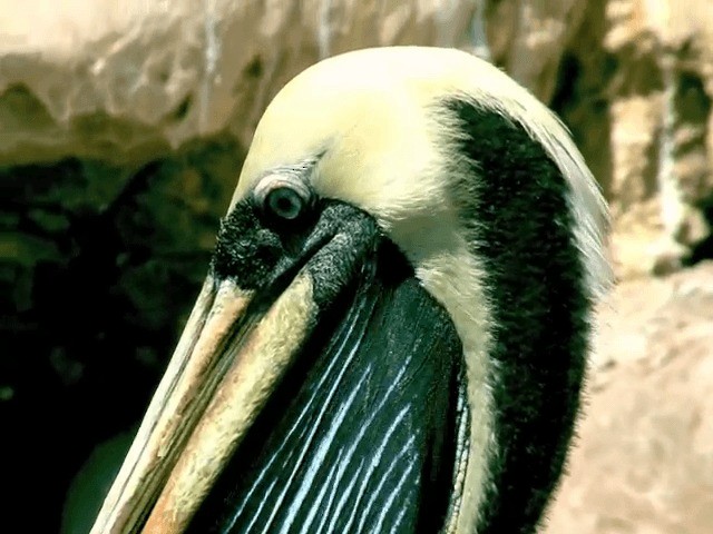 Перуанский пеликан - ML201555601