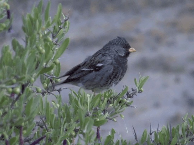 Mourning Sierra Finch (Mourning) - ML201555671