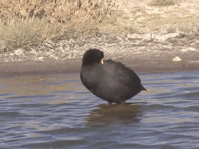 Giant Coot - ML201555901