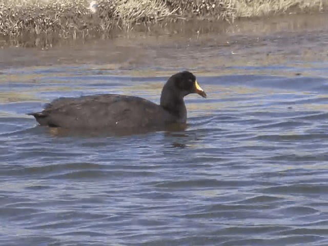 Giant Coot - ML201555921