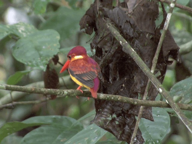 Rufous-backed Dwarf-Kingfisher - ML201556301