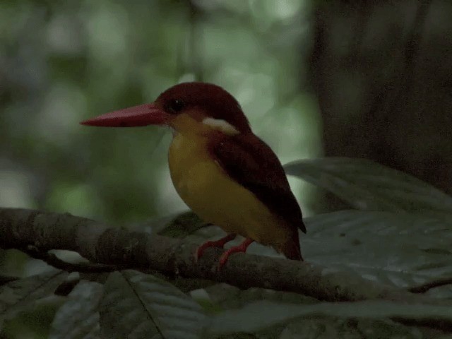 Rufous-backed Dwarf-Kingfisher - ML201556331