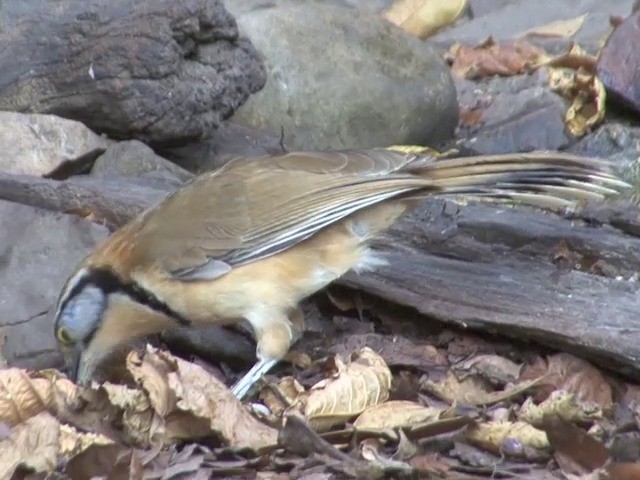 Greater Necklaced Laughingthrush - ML201557091