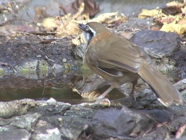Lesser Necklaced Laughingthrush - ML201557101