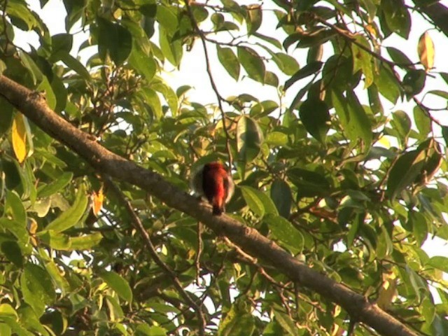 Scarlet-headed Flowerpecker - ML201557171