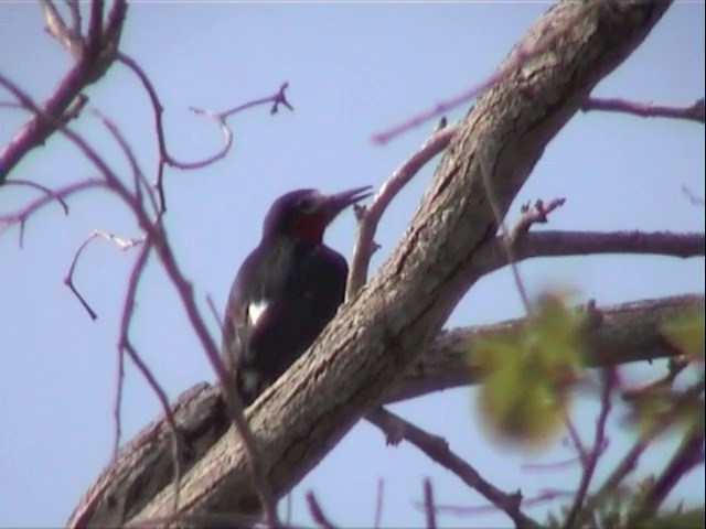 Puerto Rican Woodpecker - ML201557501