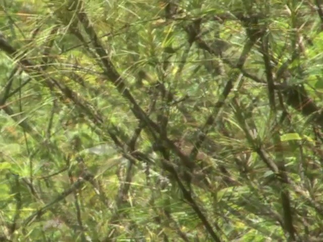 Brown Bush Warbler - ML201558701