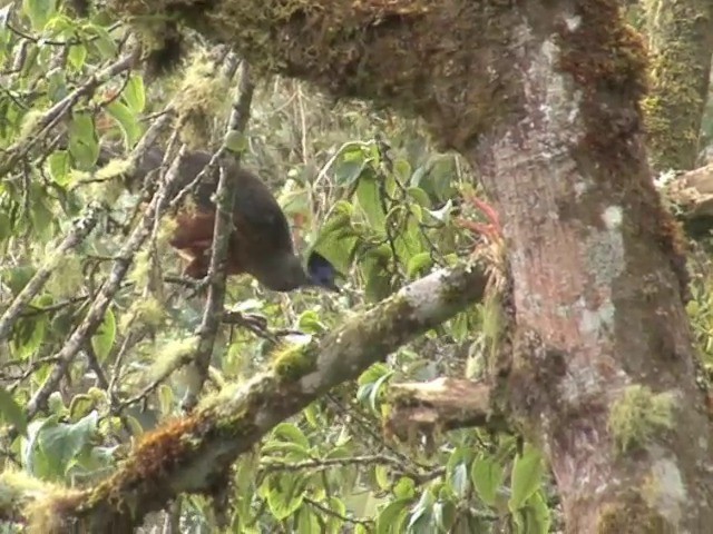 Sickle-winged Guan - ML201559061