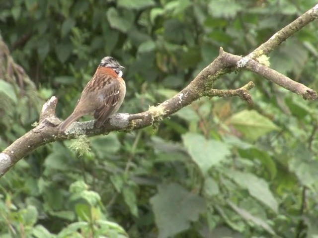Rufous-collared Sparrow (Rufous-collared) - ML201559101