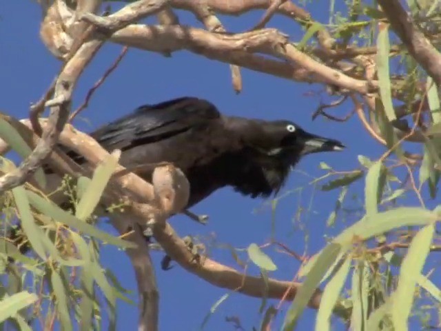 Corbeau d'Australie - ML201559291